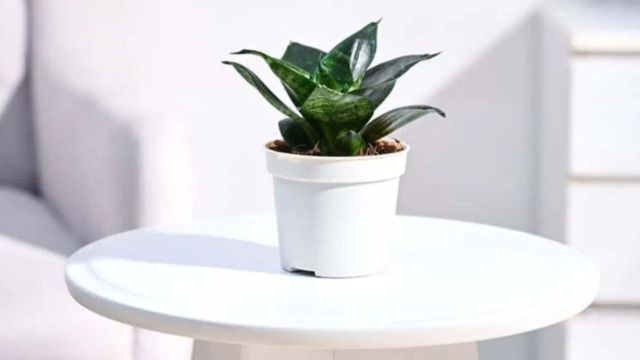 Best UGAOO Indoor Plants on Flipkart