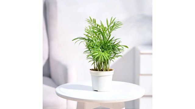 UGAOO Bamboo Palm Plant