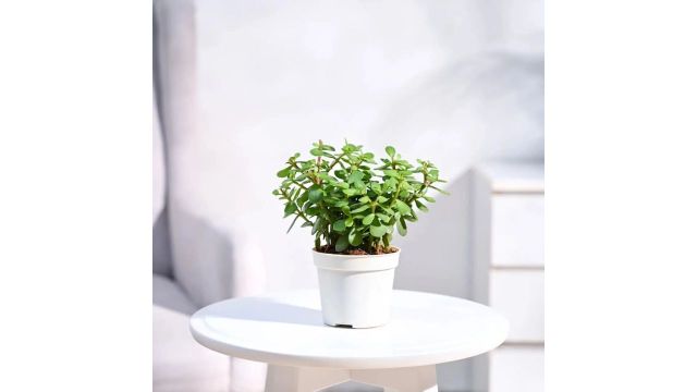 UGAOO Jade Plant