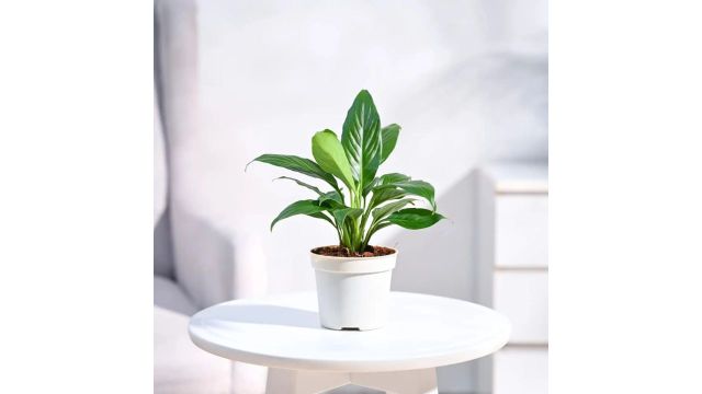 UGAOO Peace Lily Plant