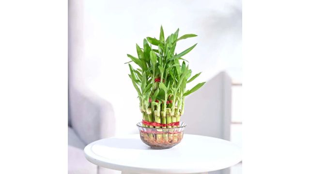 UGAOO Three Layer Bamboo Plant
