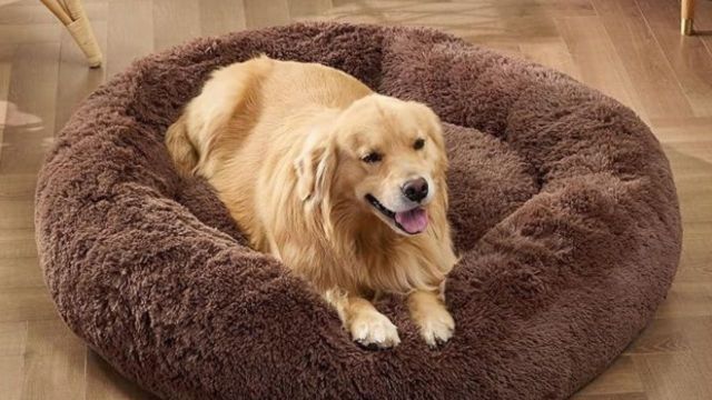 Best dog winter-care products to check out