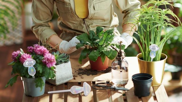 Top Plant Watering Globes to explore