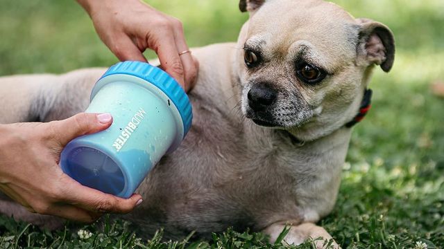 Best Dog Paw Cleaners to consider