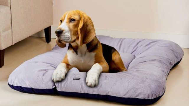 Best Pet Beds to consider