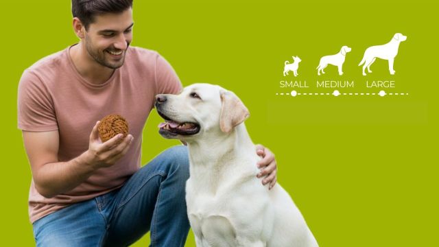Best Pet Toys to consider