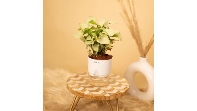 KYARI Syngonium Pixie White Indoor Plants
