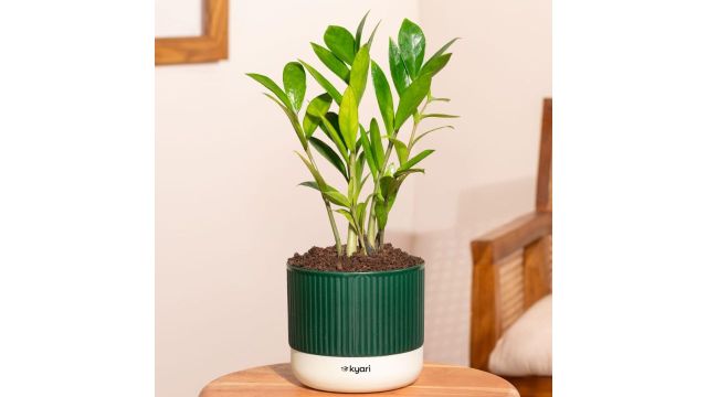 Kyari Zamia Green (ZZ) Air Purifier Plant