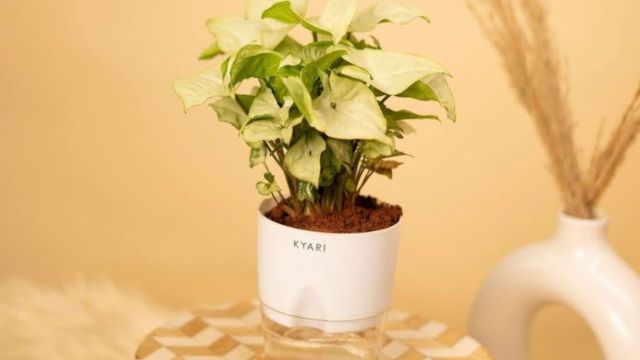 Top Indoor Plants to explore