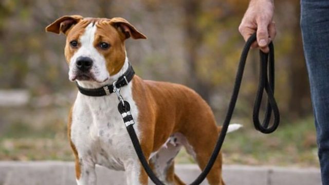 Top Pet Leashes to explore