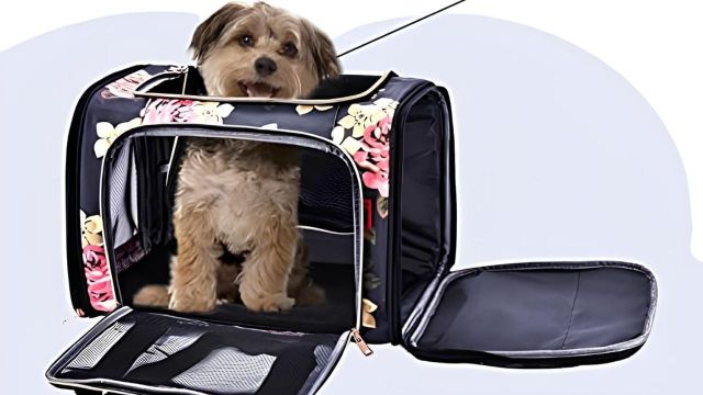 Top Portable Pet Carriers to explore