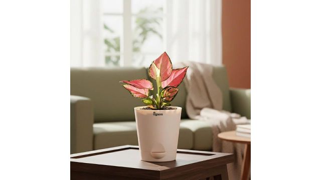 Ugaoo Aglaonema Pink Beauty Live Indoor Plant