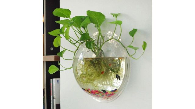 Premier Plants Wall Hanging Fish Bowl