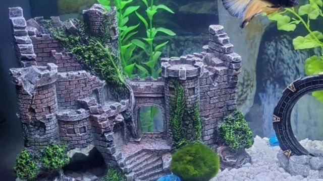 Top Aquarium Products to explore