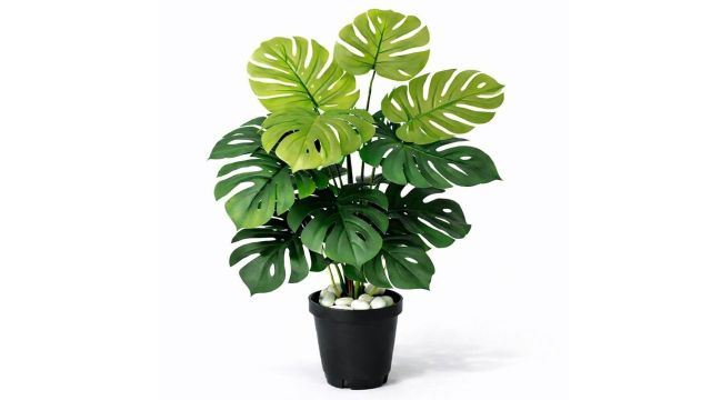 Artificial Monstera Turtle Leaf Plant
