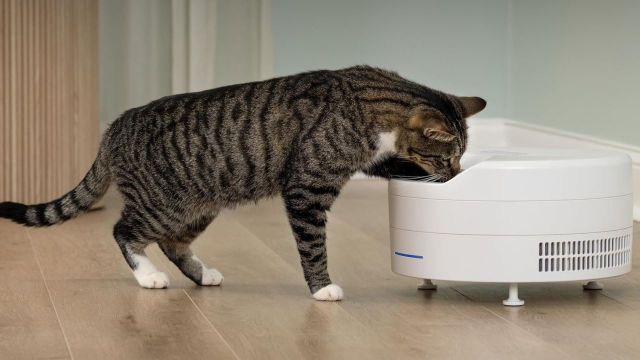 Top Cat Feeders to explore