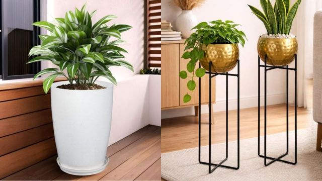 A little greenery can change the mood of a room