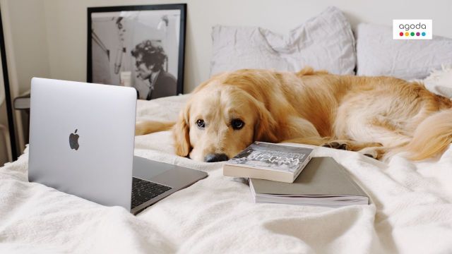 The Pet-Friendly Hotel Question That Gets Missed at Booking