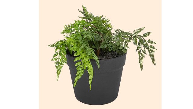 Green Solid Plant