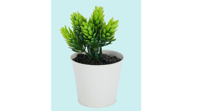 Green Solid Plant