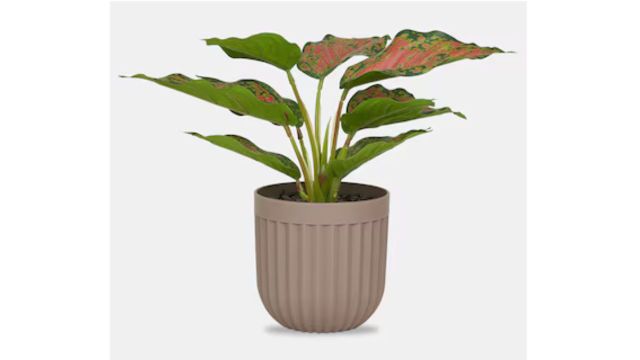 Green Textured Plastic Home Decor Plant