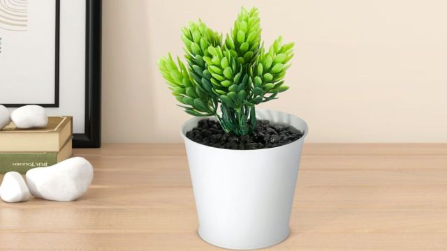 Top Living Scapes plants to consider